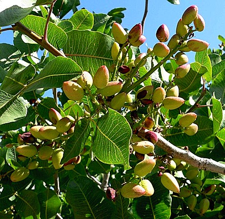 Pistacia vera (Pistacchio)